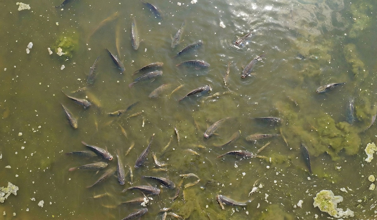 Cách khử mùi hiệu quả sau 1 ngày