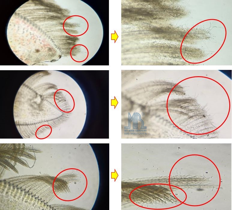 Khuẩn sợi đeo bám trên phụ bộ của tôm Khuẩn sợi đeo bám trên phụ bộ của tôm