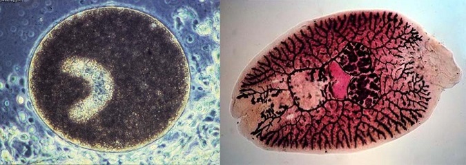 bệnh lở loét trên cá lóc