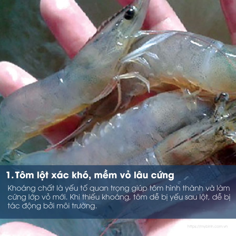 Làm sao biết tôm đang thiếu khoáng? Dấu hiệu nhận biết sớm và giải pháp bổ sung hiệu quả