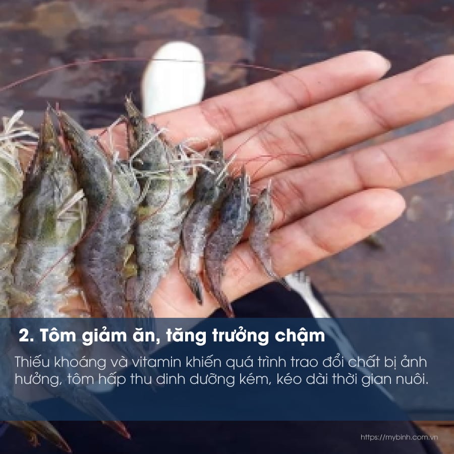 Làm sao biết tôm đang thiếu khoáng? Dấu hiệu nhận biết sớm và giải pháp bổ sung hiệu quả