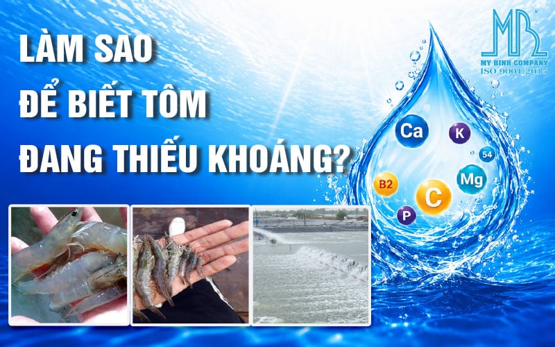 Làm sao biết tôm đang thiếu khoáng? Dấu hiệu nhận biết sớm và giải pháp bổ sung hiệu quả