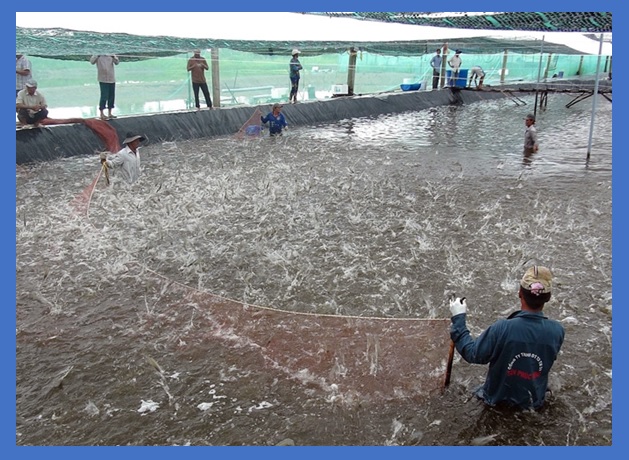 mật độ thả tôm thẻ chân trắng