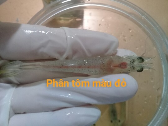 mẫu tôm tại phòng xét nghiệm bệnh tôm