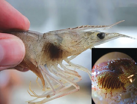 Nấm trên mang tôm Nấm trên mang tôm