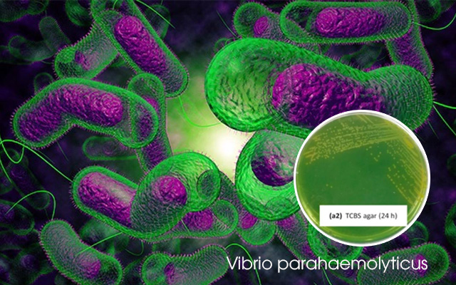 nguyên nhân gây bệnh TPD trên tôm, tôm thủy tinh