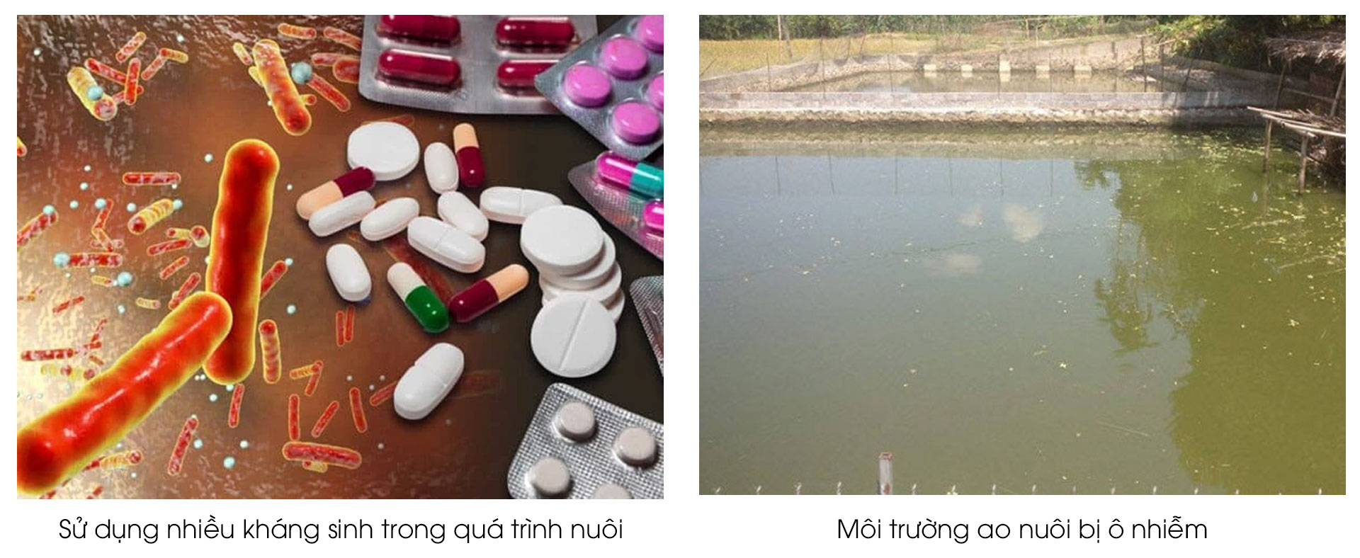 bệnh trắng gan, trắng mang trên cá