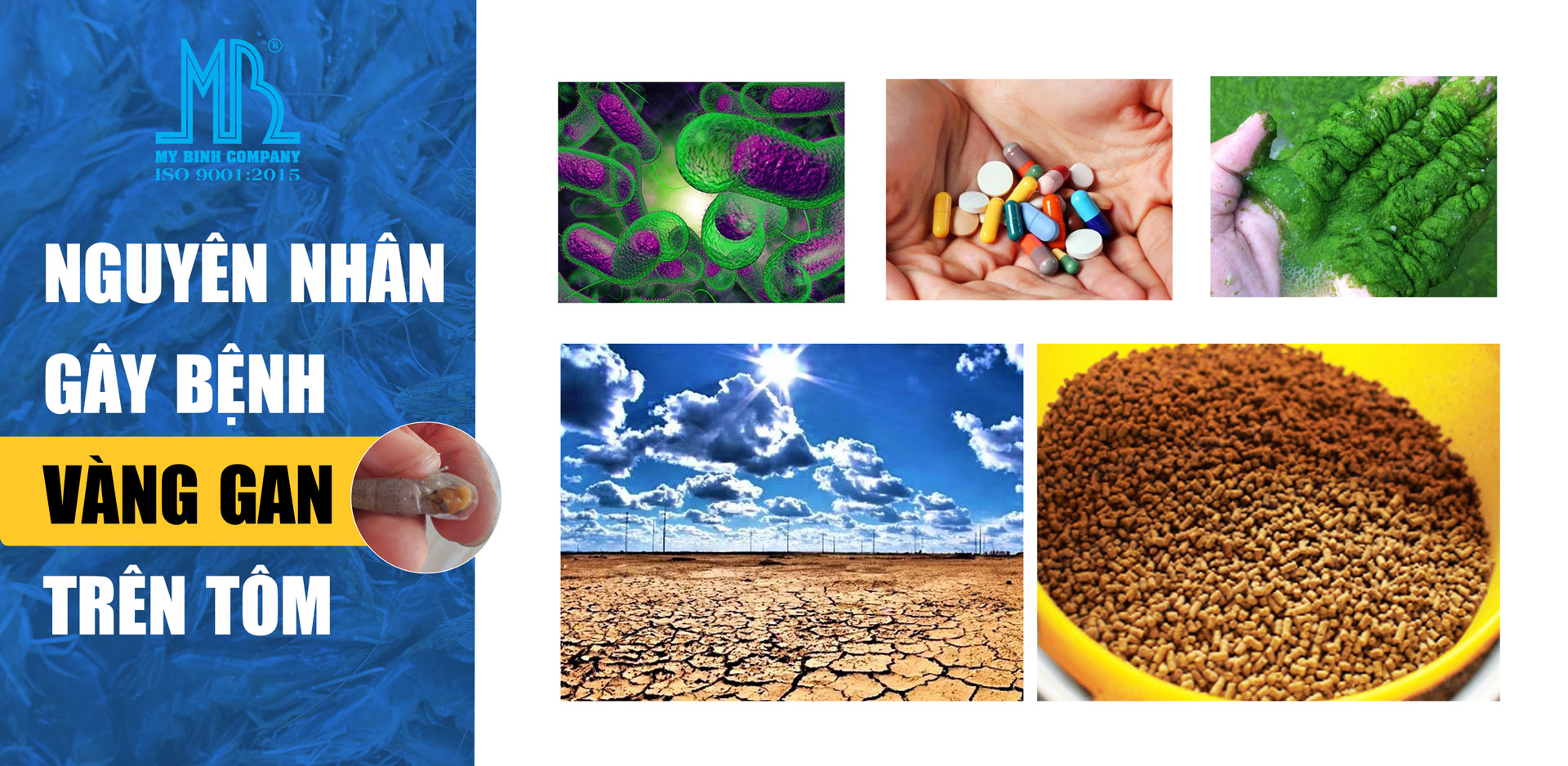 thảo dược gan proliv phòng bệnh vàng gan trên tôm, gan tôm nâu đen siêu tốc