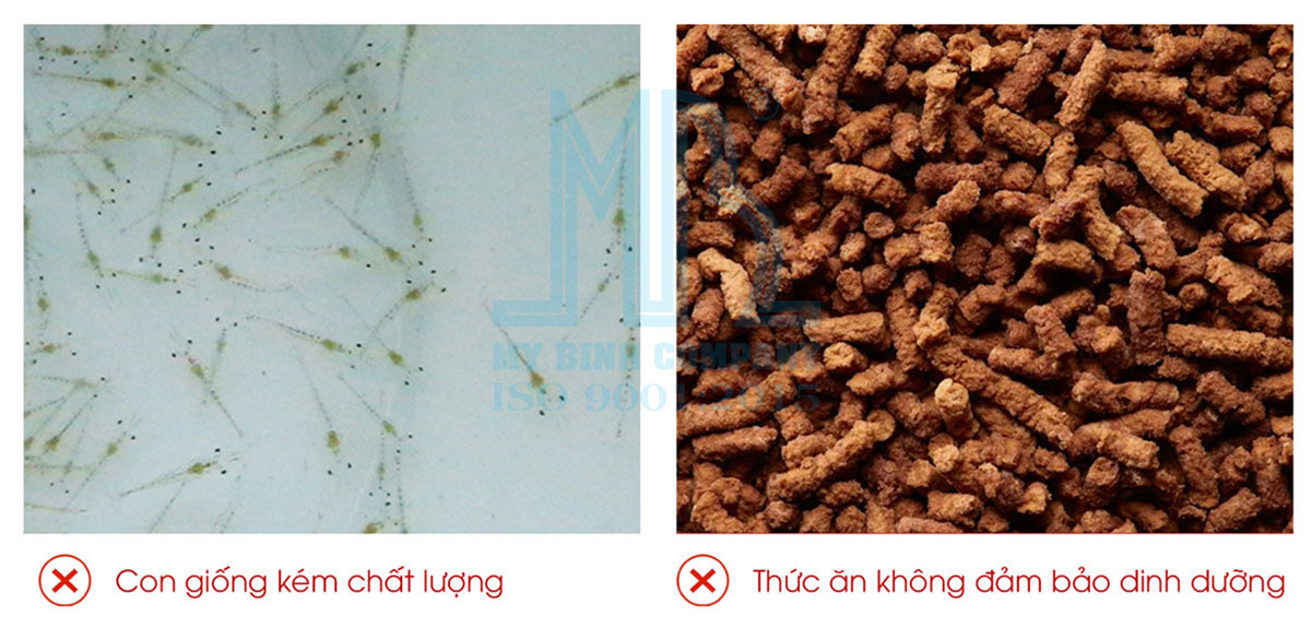 Vì sao tôm chậm lớn? Nguyên nhân và giải pháp hiệu quả cho người nuôi tôm