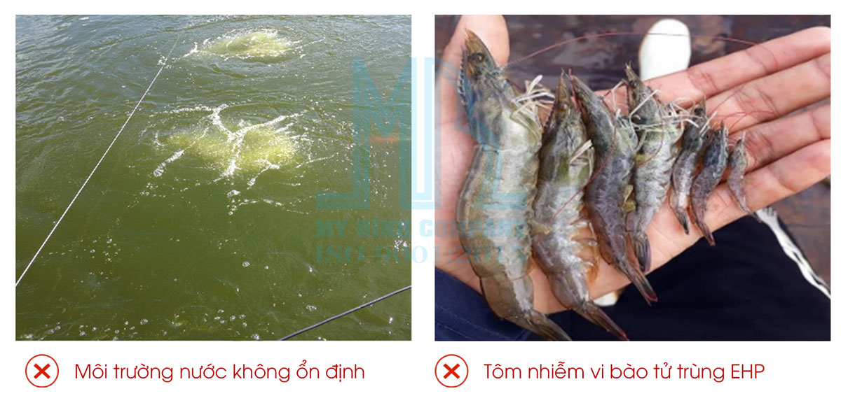 Vì sao tôm chậm lớn? Nguyên nhân và giải pháp hiệu quả cho người nuôi tôm