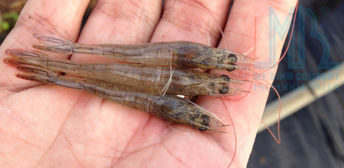 Vì sao tôm chậm lớn? Nguyên nhân và giải pháp hiệu quả cho người nuôi tôm