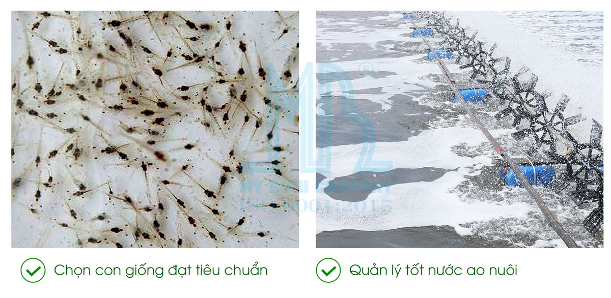 Vì sao tôm chậm lớn? Nguyên nhân và giải pháp hiệu quả cho người nuôi tôm