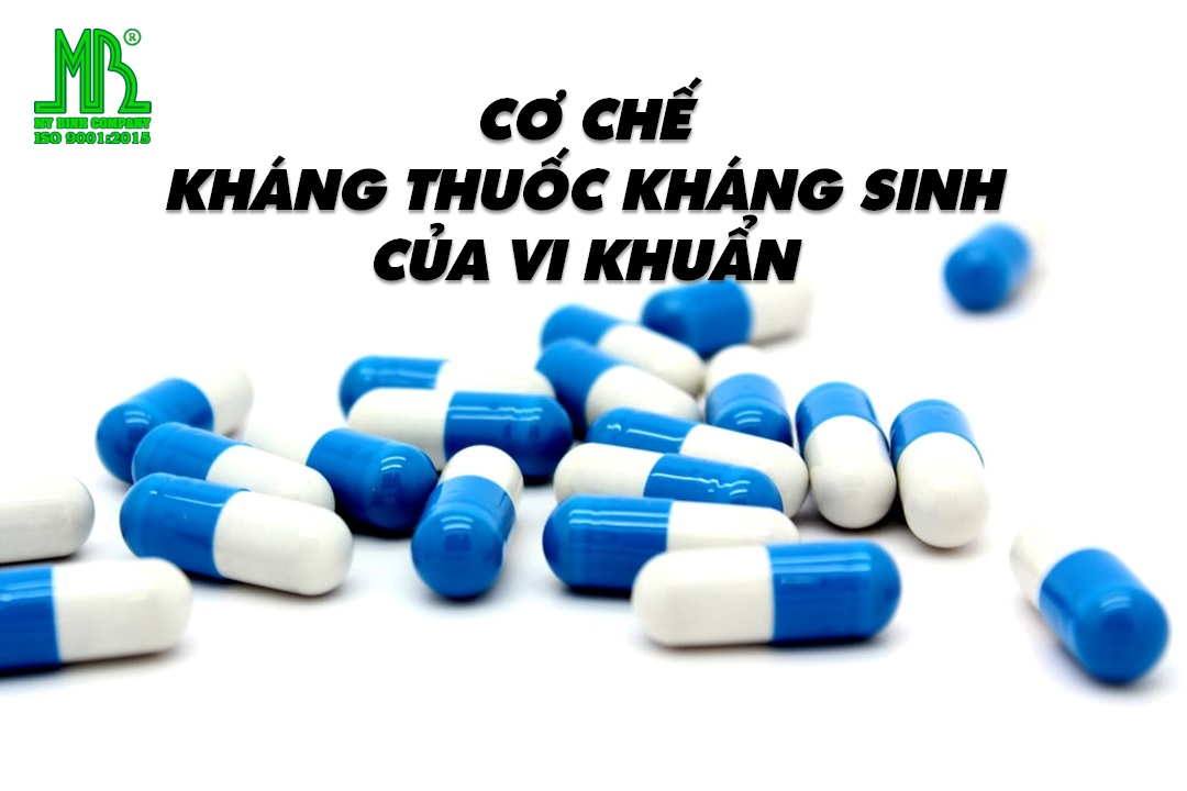 nguyên tắc sử dụng kháng sinh trong nuôi tôm nguyên tắc sử dụng kháng sinh trong nuôi tôm