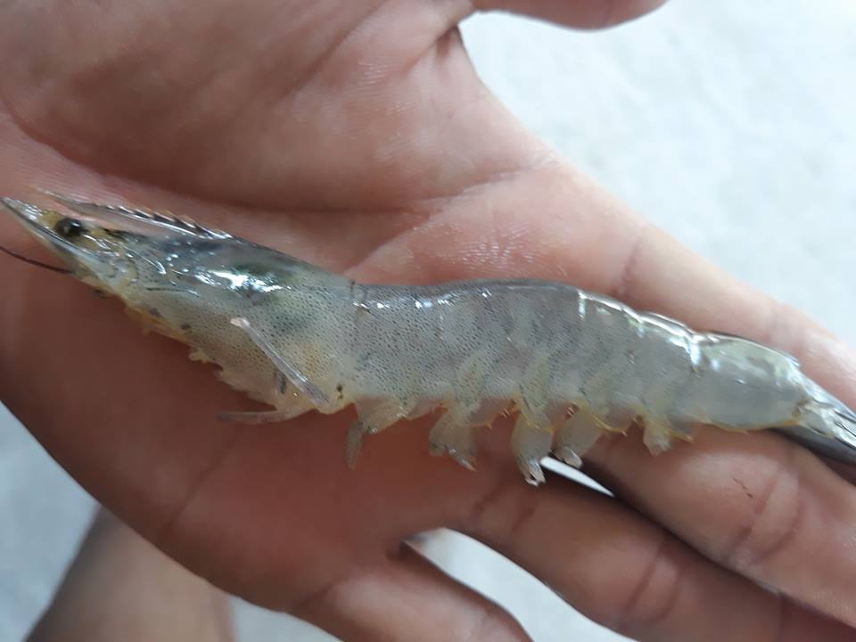 nhận biết hoại tử cơ ở tôm thẻ chân trắng