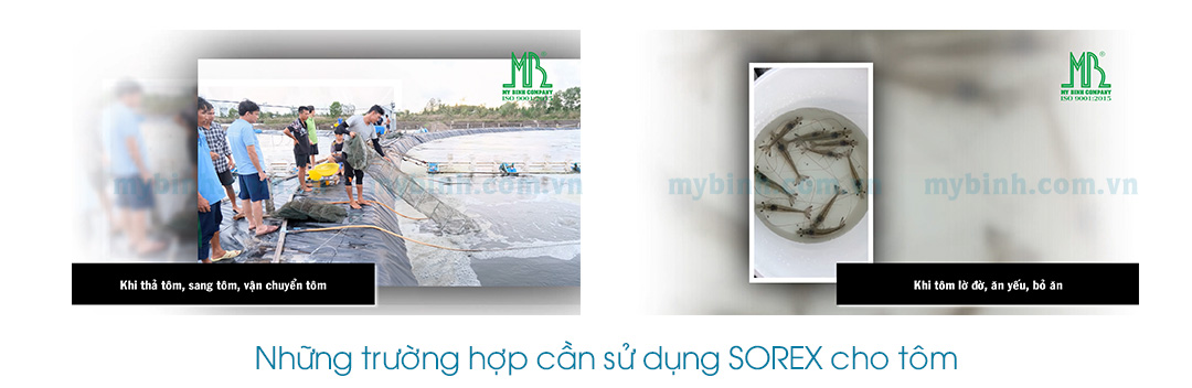 Giúp tăng cường sức khỏe vượt trội cho tôm nuôi, giảm strees, hiệu quả phòng ngừa cũng như điều trị các bệnh trên tôm như: cong thân đục cơ, hoại tử cơ, chết cơ có hao lát đát, tôm lột không cứng vỏ, rớt cục thịt.