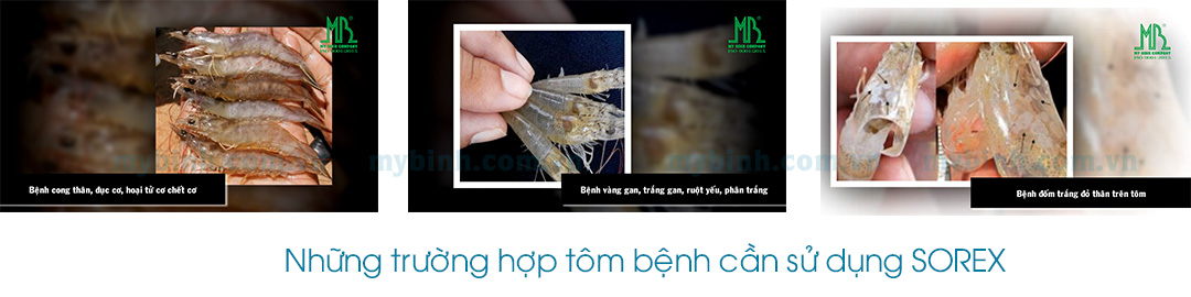 Giúp tăng cường sức khỏe vượt trội cho tôm nuôi, giảm strees, hiệu quả phòng ngừa cũng như điều trị các bệnh trên tôm như: cong thân đục cơ, hoại tử cơ, chết cơ có hao lát đát, tôm lột không cứng vỏ, rớt cục thịt.