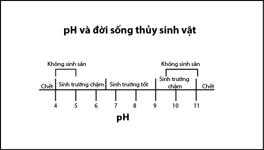 pH trong quản lý nước ao nuôi: