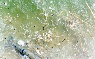 Bệnh phân trắng trở nên nghiêm trọng trong ao nuôi.