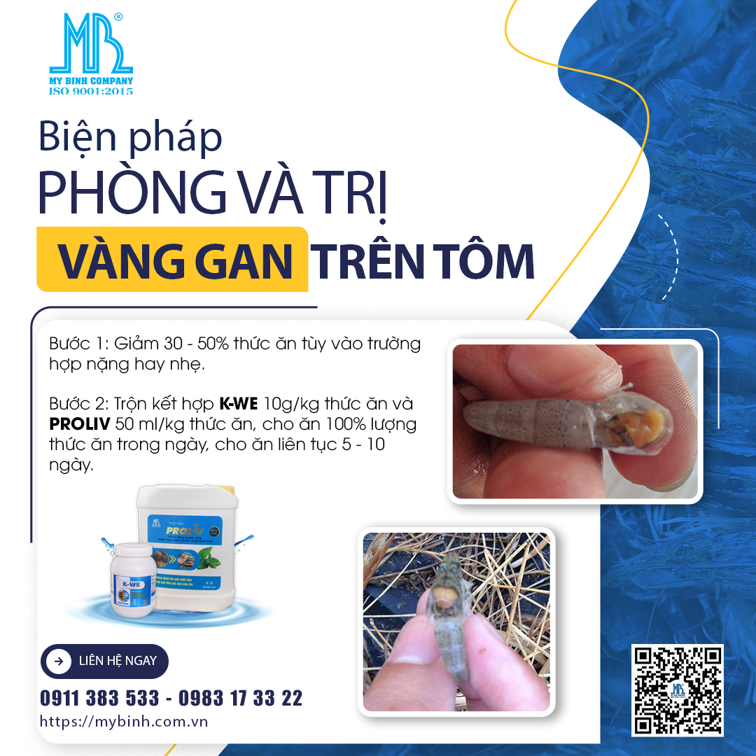 phòng trị bệnh vàng gan trên tôm