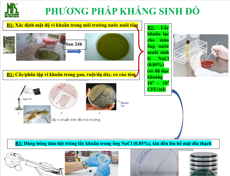 kháng sinh đồ tại phòng xét nghiệm bệnh tôm