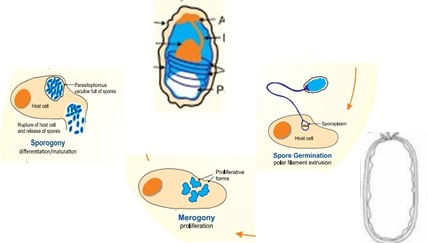 Quá trình EHP truyền DNA qua tế bào vật chủ, còn lại phần vỏ rỗng Quá trình EHP truyền DNA qua tế bào vật chủ, còn lại phần vỏ rỗng