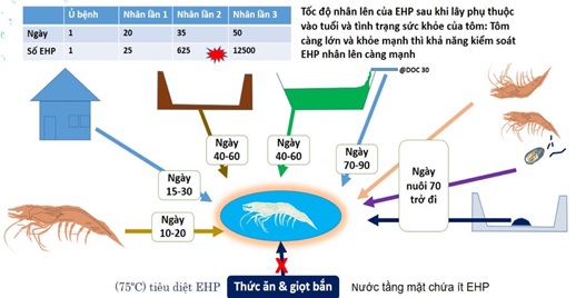 Quá trình ủ bệnh và nhân tế bào của vi bào tử trùng EHP trên tôm Quá trình ủ bệnh và nhân tế bào của vi bào tử trùng EHP trên tôm