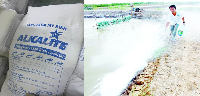 Rải tăng kiềm Alkalite cho ao tôm trước khi trời mưa Rải tăng kiềm Alkalite cho ao tôm trước khi trời mưa