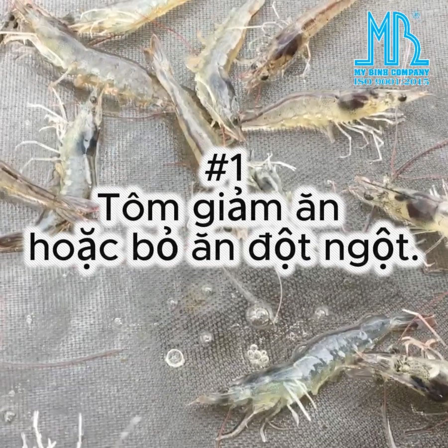 SAU CƠN MƯA LỚN, AO TÔM CỦA BÀ CON CÓ XUẤT HIỆN NHỮNG DẤU HIỆU NÀY KHÔNG?