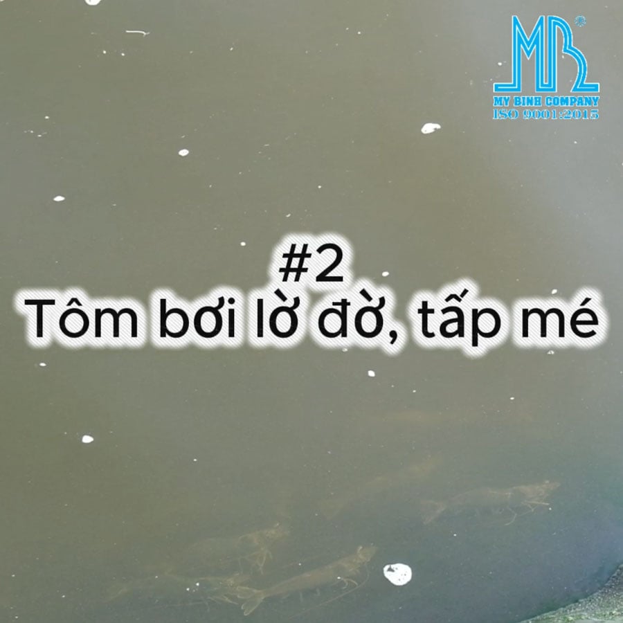 SAU CƠN MƯA LỚN, AO TÔM CỦA BÀ CON CÓ XUẤT HIỆN NHỮNG DẤU HIỆU NÀY KHÔNG?