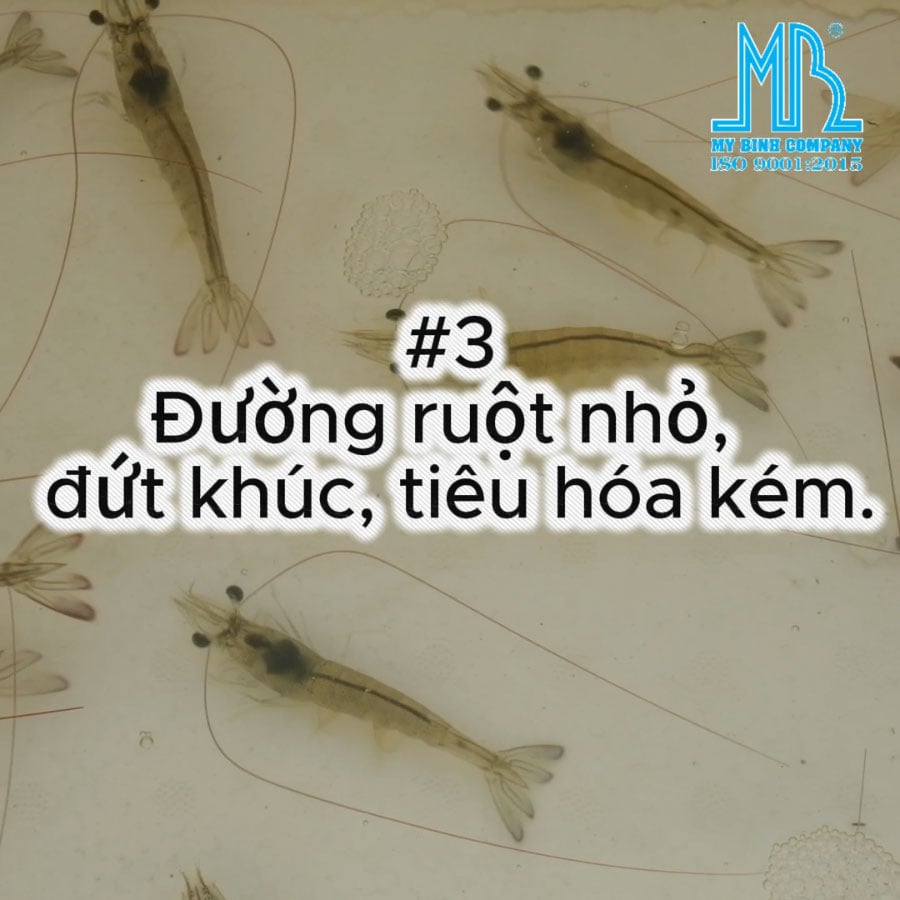 SAU CƠN MƯA LỚN, AO TÔM CỦA BÀ CON CÓ XUẤT HIỆN NHỮNG DẤU HIỆU NÀY KHÔNG?