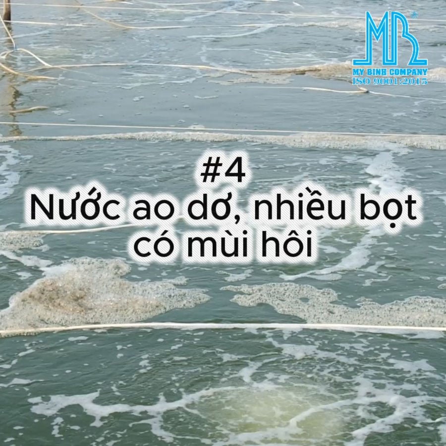 SAU CƠN MƯA LỚN, AO TÔM CỦA BÀ CON CÓ XUẤT HIỆN NHỮNG DẤU HIỆU NÀY KHÔNG?