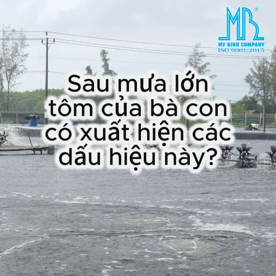 SAU CƠN MƯA LỚN, AO TÔM CỦA BÀ CON CÓ XUẤT HIỆN NHỮNG DẤU HIỆU NÀY KHÔNG?