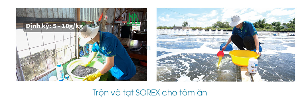Giúp tăng cường sức khỏe vượt trội cho tôm nuôi, giảm strees, hiệu quả phòng ngừa cũng như điều trị các bệnh trên tôm như: cong thân đục cơ, hoại tử cơ, chết cơ có hao lát đát, tôm lột không cứng vỏ, rớt cục thịt.