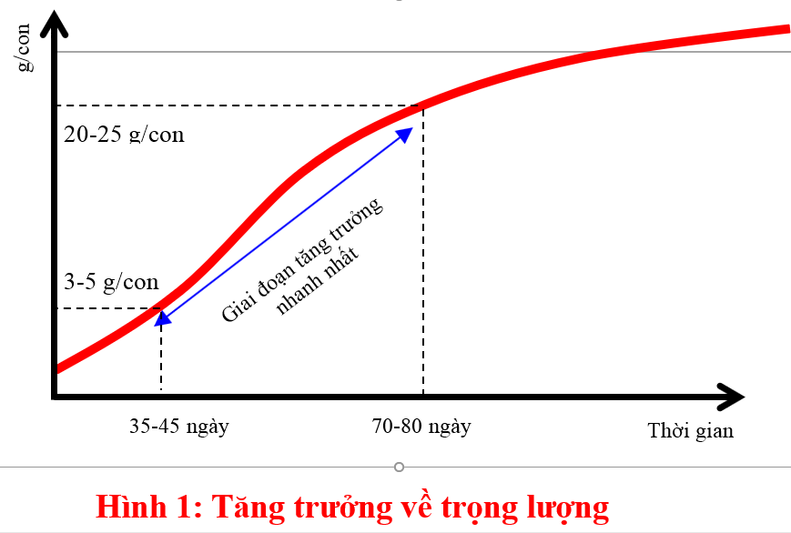 weight gain of shrimp