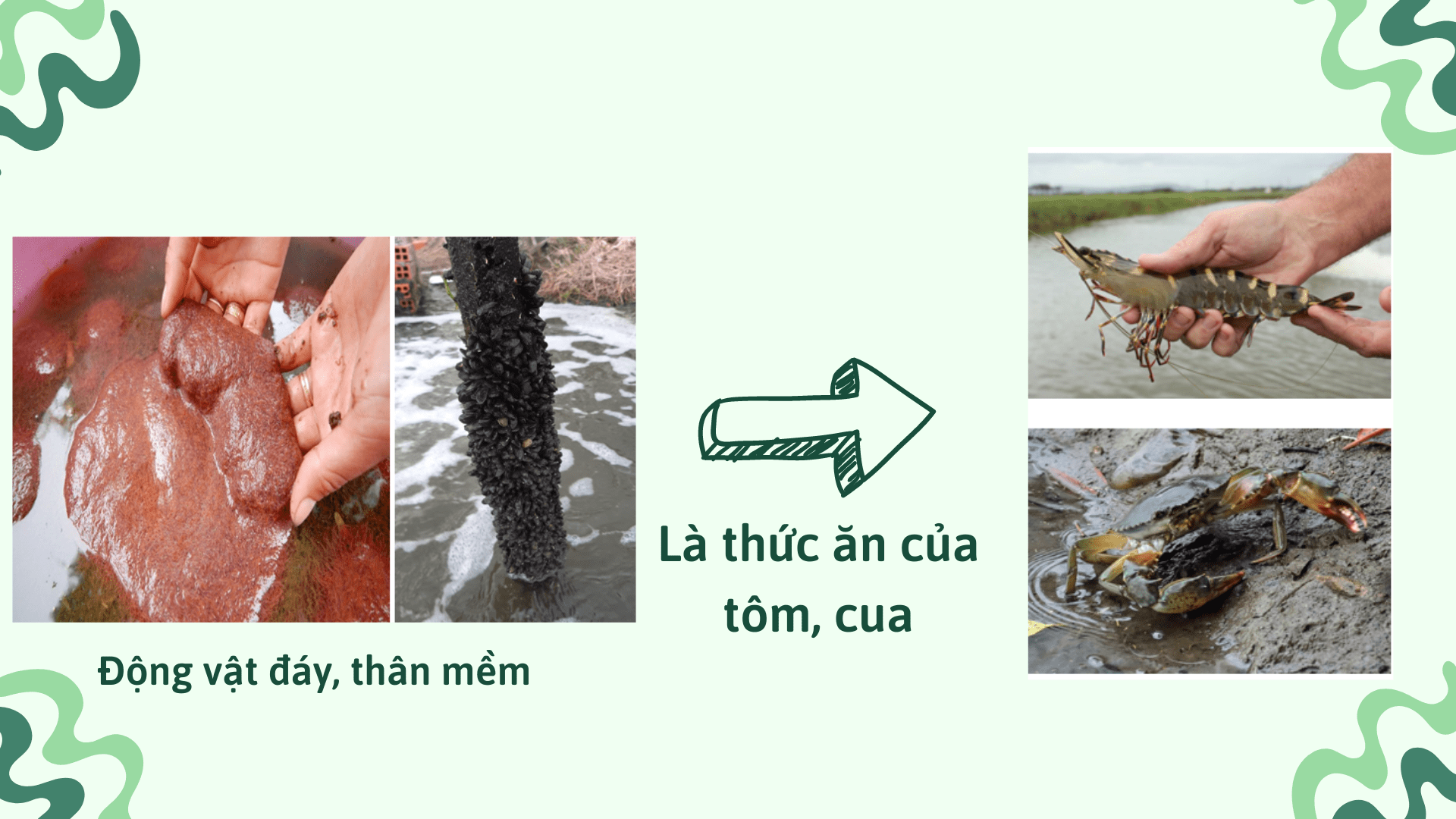 động vật đáy, thân mềm là nguồn thức ăn cho tôm cua