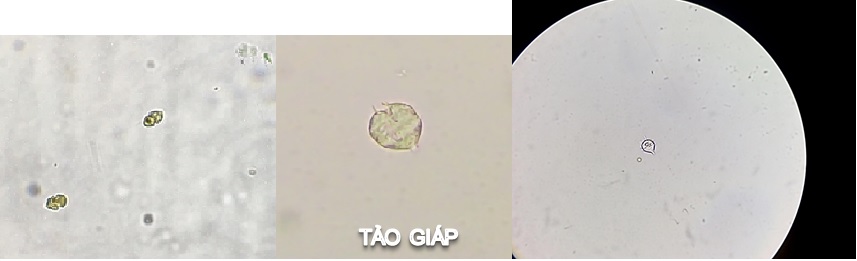 tảo giáp trong ao nuôi tôm