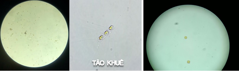 tảo khuê trong ao nuôi tôm