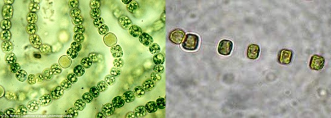 Tảo lam và Tảo khuê hay còn gọi là tảo silic Tảo lam và Tảo khuê hay còn gọi là tảo silic