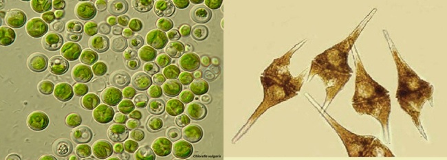 Tảo lục hay còn gọi là tảo xanh và Tảo giáp hay còn gọi là tảo đỏ Tảo lục hay còn gọi là tảo xanh và Tảo giáp hay còn gọi là tảo đỏ