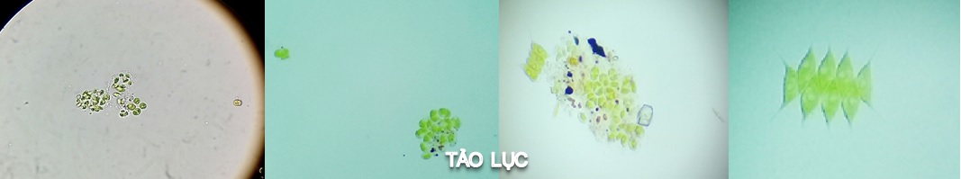 tảo lục trong ao nuôi tôm