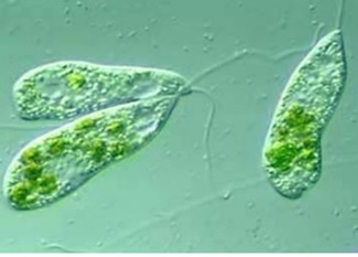 Tảo mắt Tảo mắt