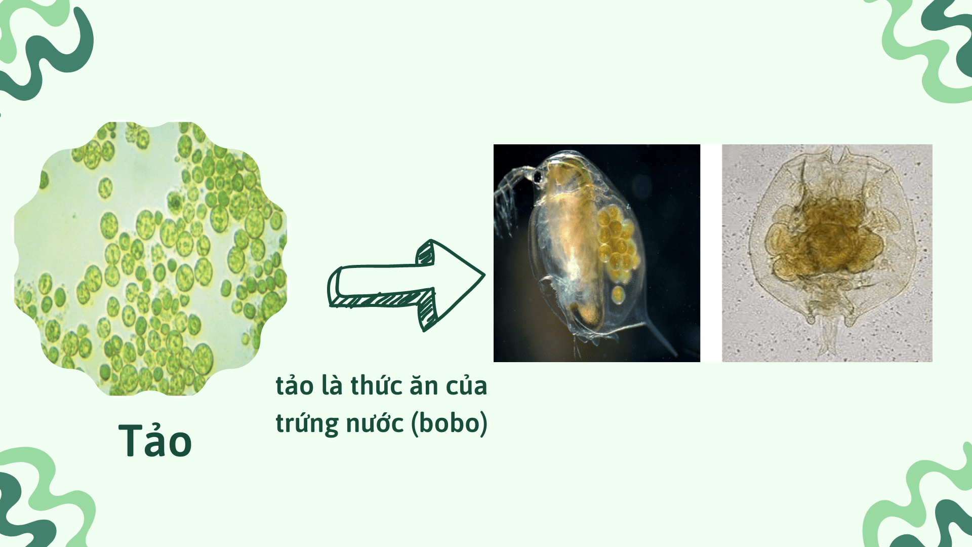 tảo là nguồn thức ăn cho luân trùng, trứng nước (bobo)