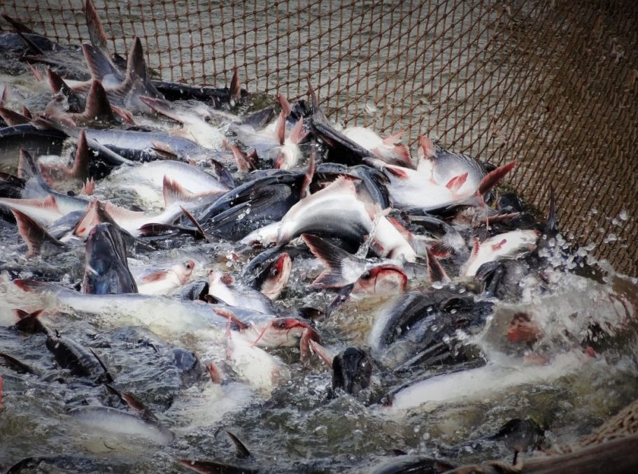 Thị trường nhiều tiềm năng cho cá tra