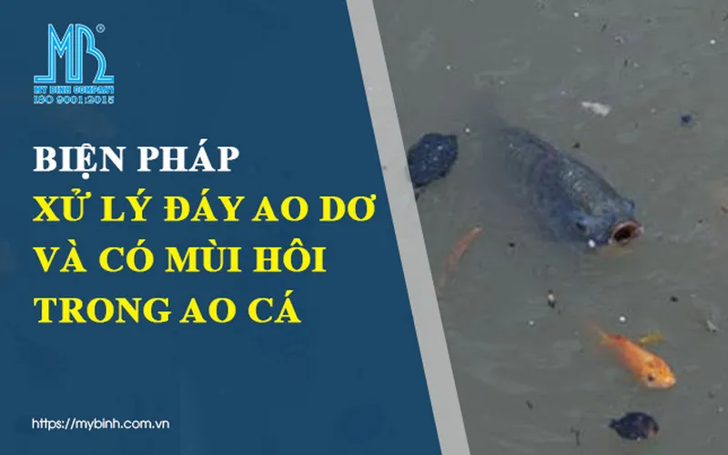 Biện pháp xử lý đáy ao dơ và có mùi hôi trong ao cá