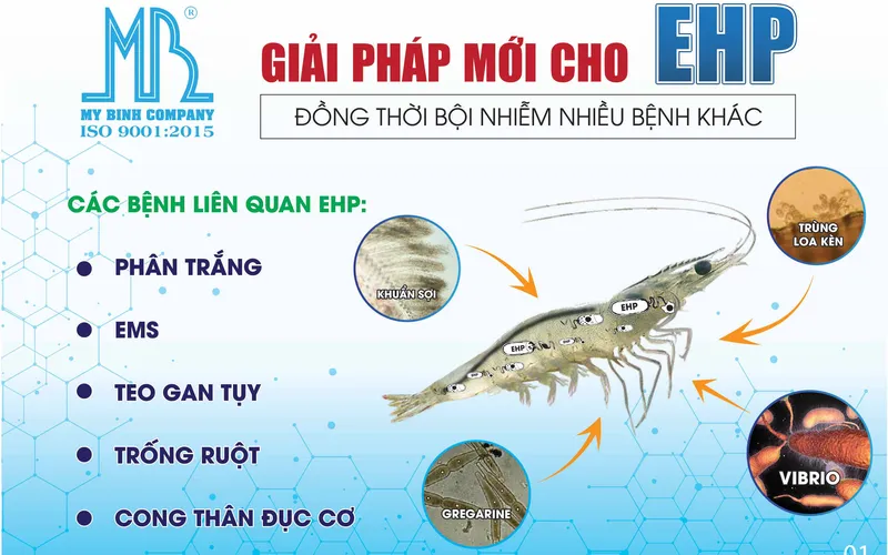 Giải pháp mới cho bệnh vi bào tử trùng EHP, đồng thời bội nhiễm nhiều bệnh khác