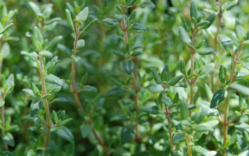 Ứng dụng của thảo dược trong điều trị bệnh cho tôm