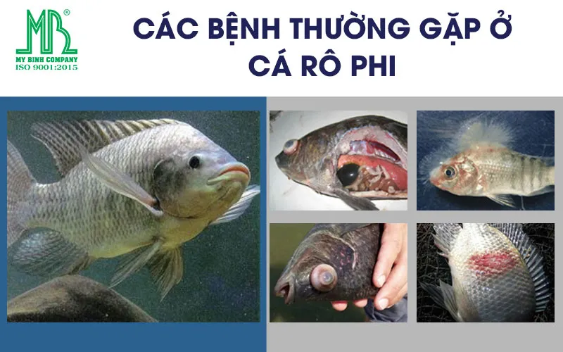 Các bệnh thường gặp ở cá rô phi và cách phòng trị