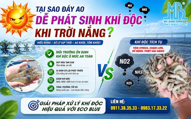 Tại Sao Đáy Ao Dễ Phát Sinh Khí Độc Khi Trời Nắng? Giải Pháp Hiệu Quả Với ECO BLUE