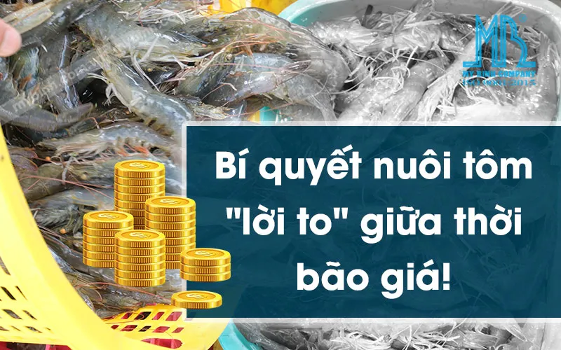 Bí quyết nuôi tôm lời to giữa thời bão giá!