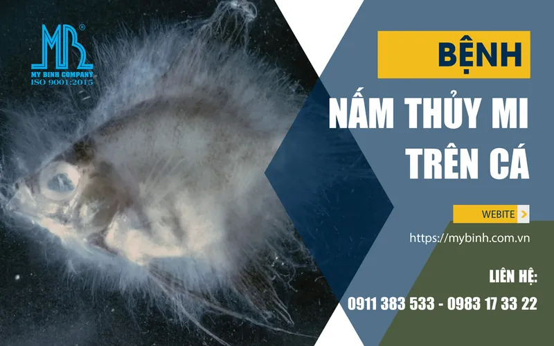 Bệnh nấm thủy mi trên cá